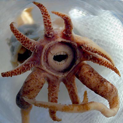 Promachoteuthis Sulcus es el nombre de tan tierno animalito