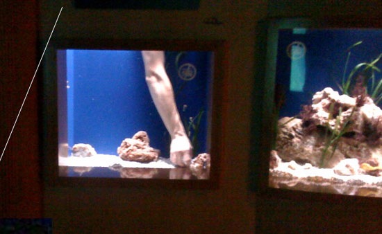 Brazo humano en el oceanográfico Brazo humano en el oceanográfico