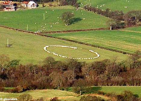 Crop Circles Pastos