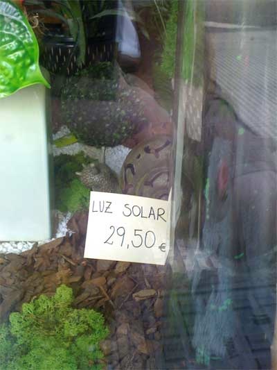¡Del auténtico Sol!